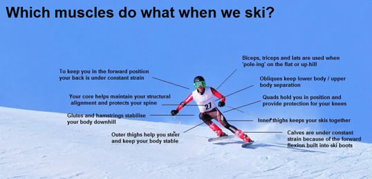 Ski Muscles